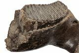 16.5" Wide Woolly Mammoth Mandible with M2 Molars - North Sea - #200812-12